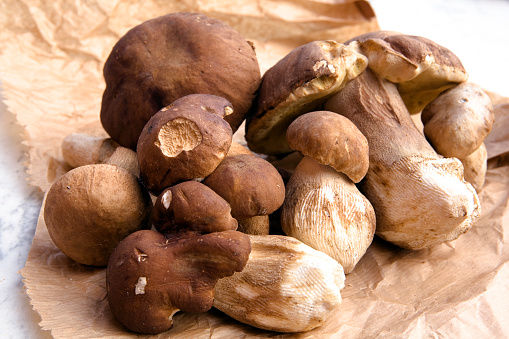 fresh porcini