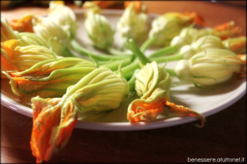 fiori di zucca