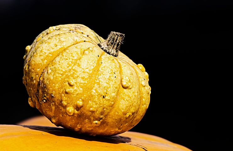 pumpkins-3665042–480