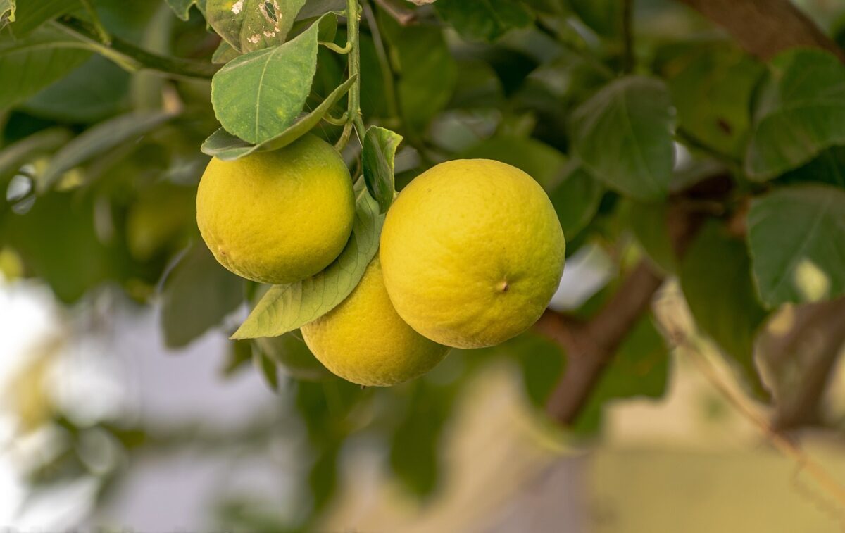 Limone