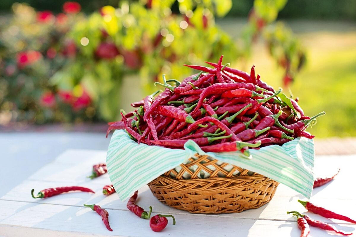 Peperoncino Verde