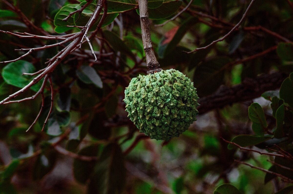 Annona